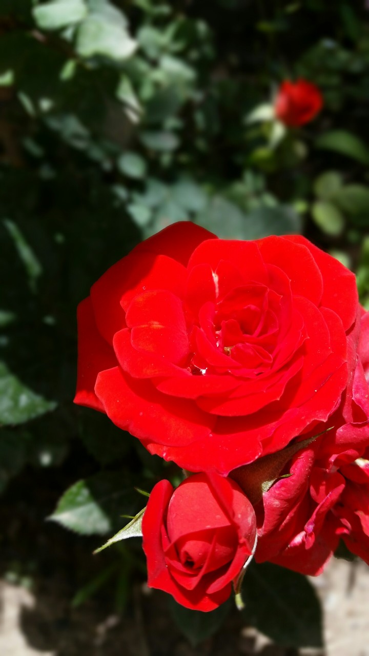 PURE RED