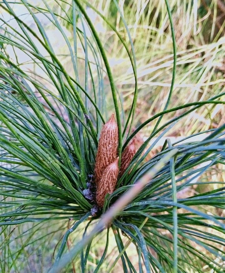 pond pine