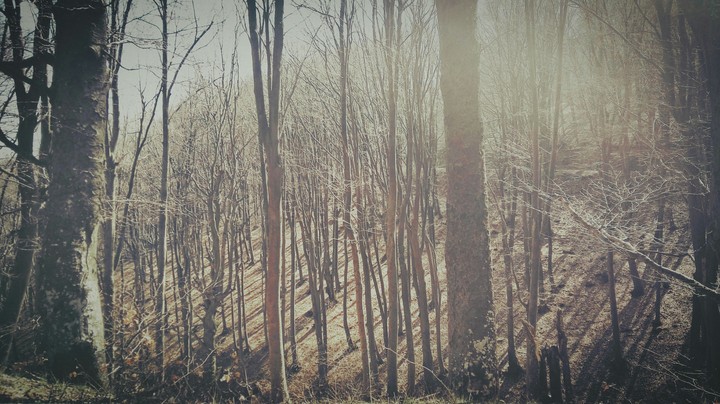 forest