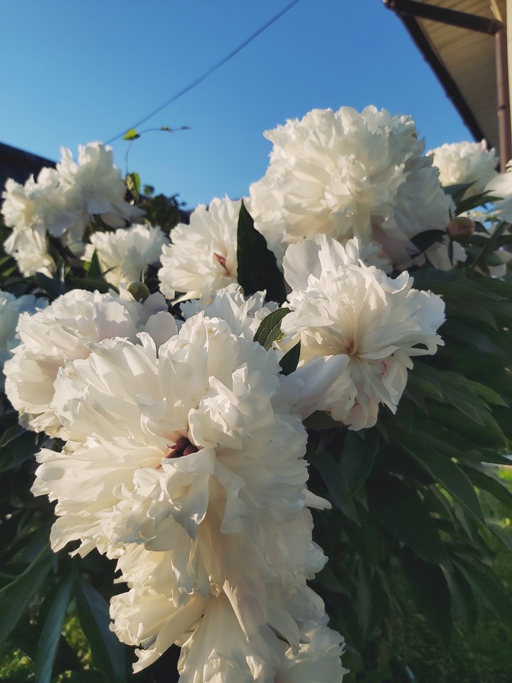 My favorite peonies ))