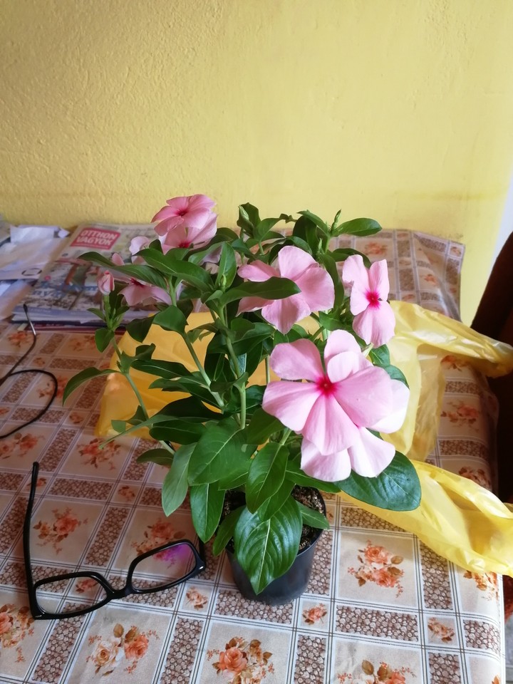 flowers  in the pot