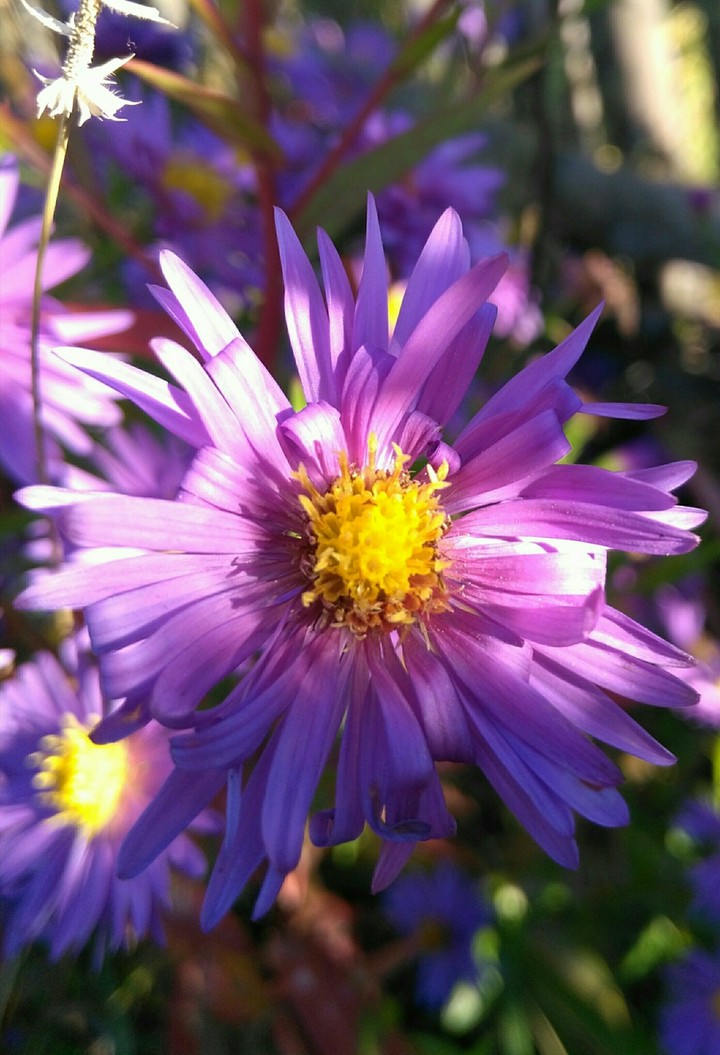 flower