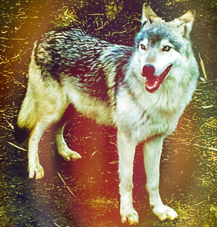 wild wolf
