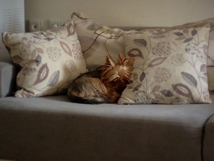 Resting dog