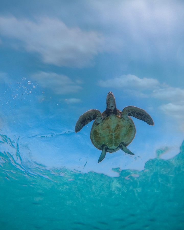 turtle