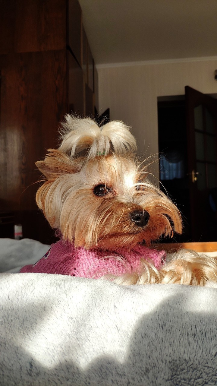 Cute Yorkshire terrier
