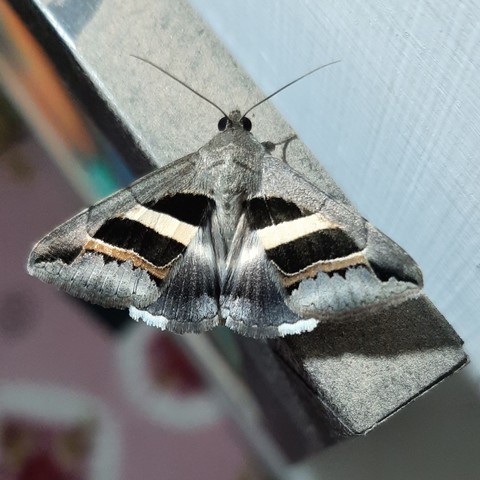 મેટલીક કલર
