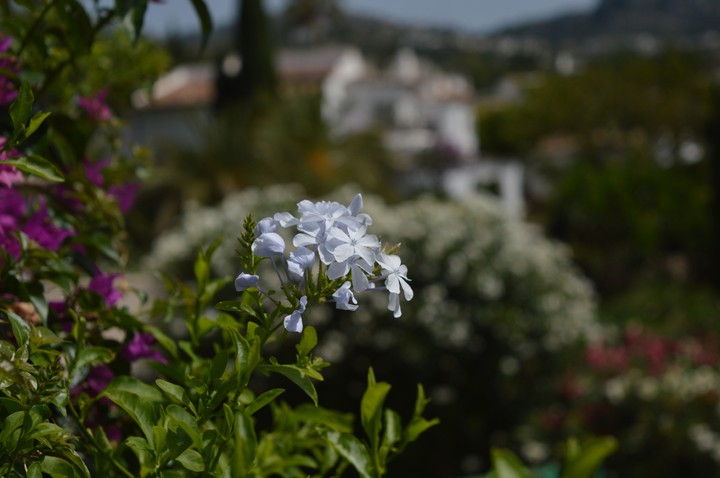 petalless