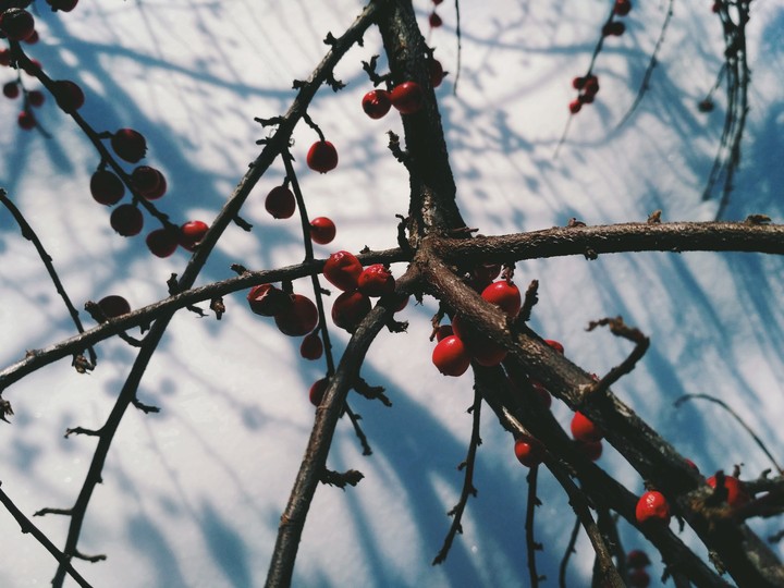 winterdream