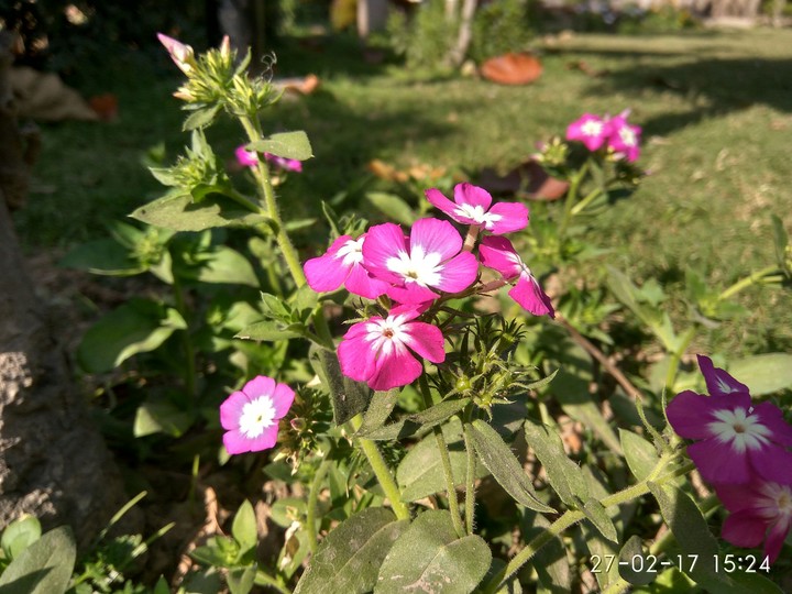 flower is life