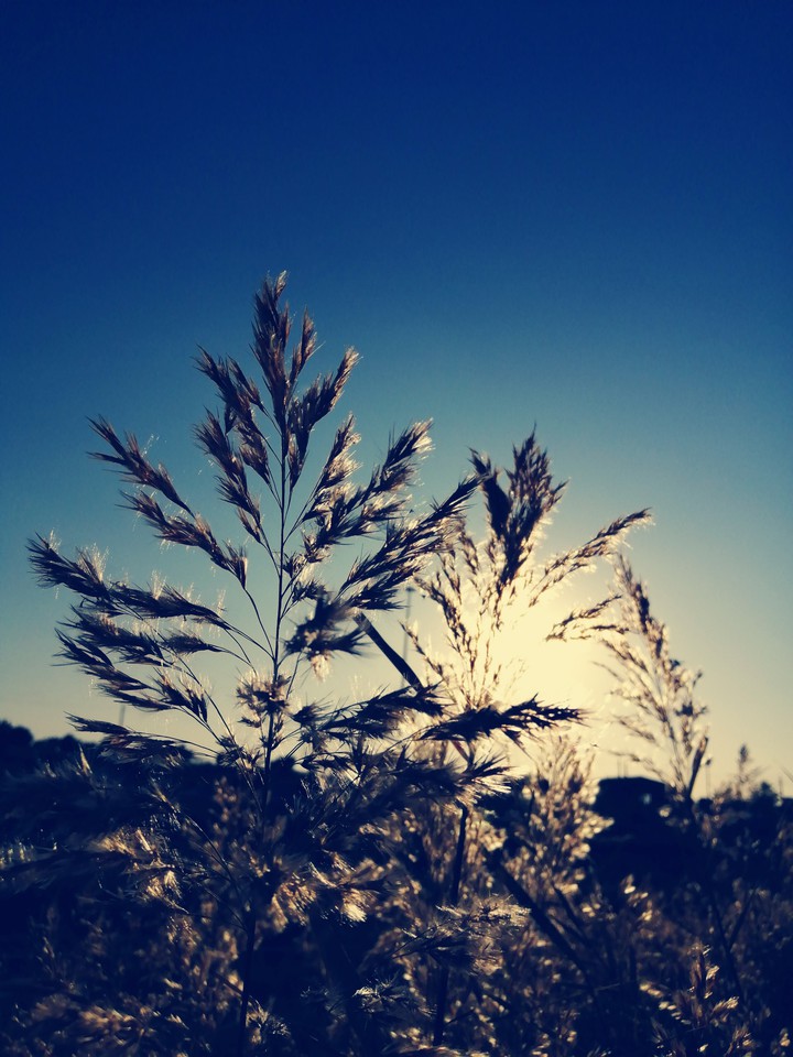 کرمانشاه