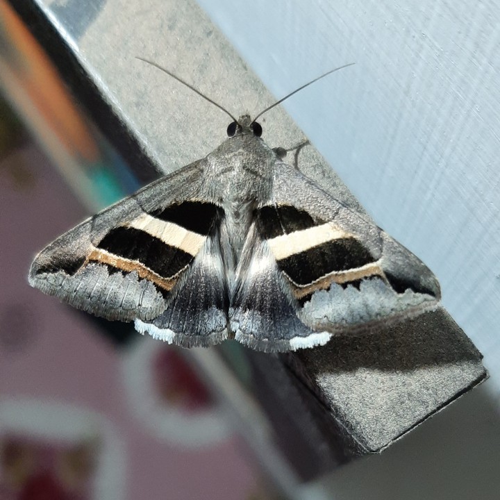 મેટલીક કલર