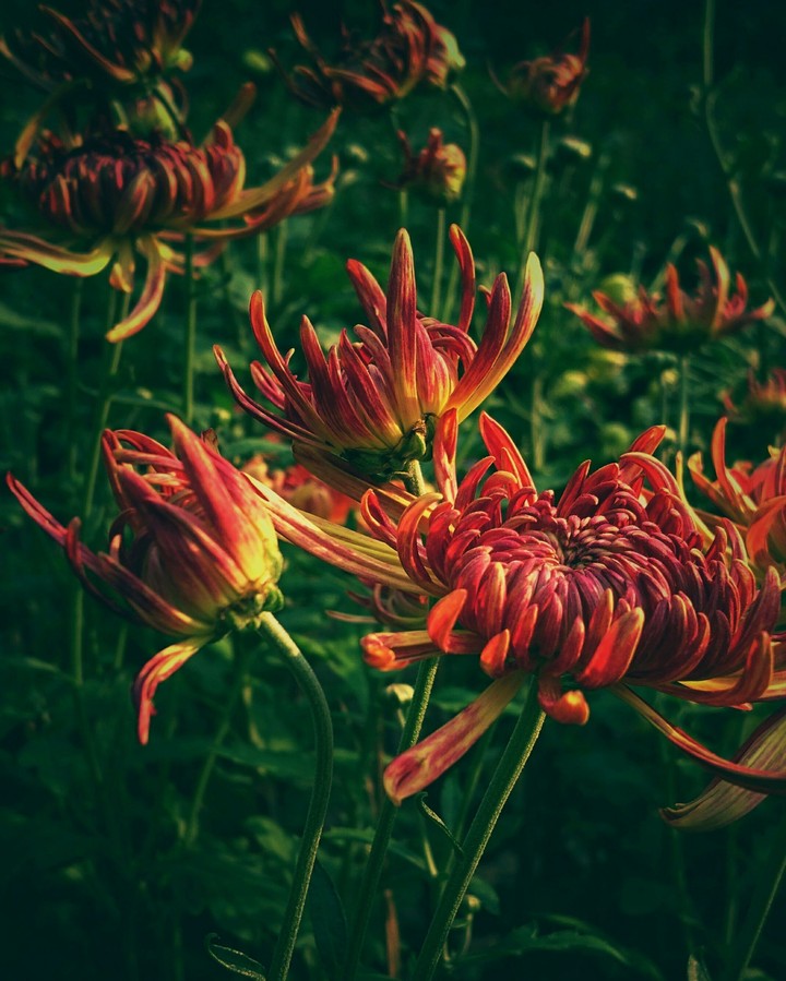 flowers