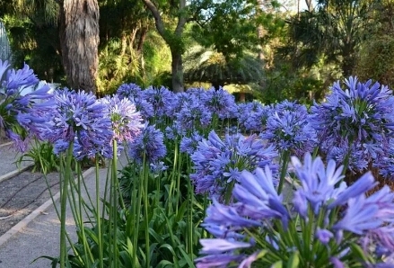 agapanthus blu