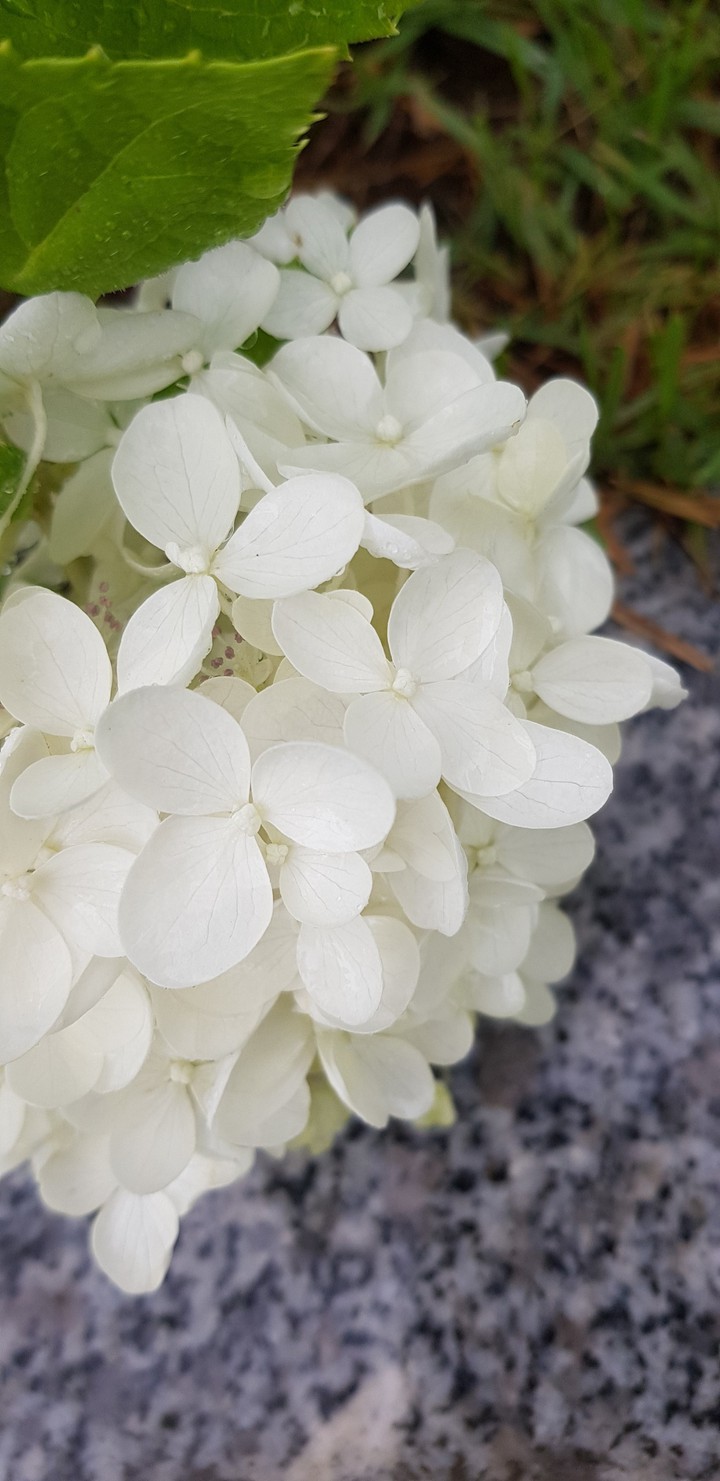 summer rain flower
