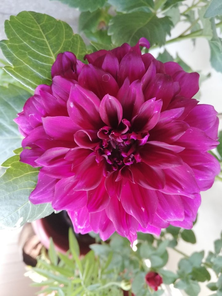 my home flower