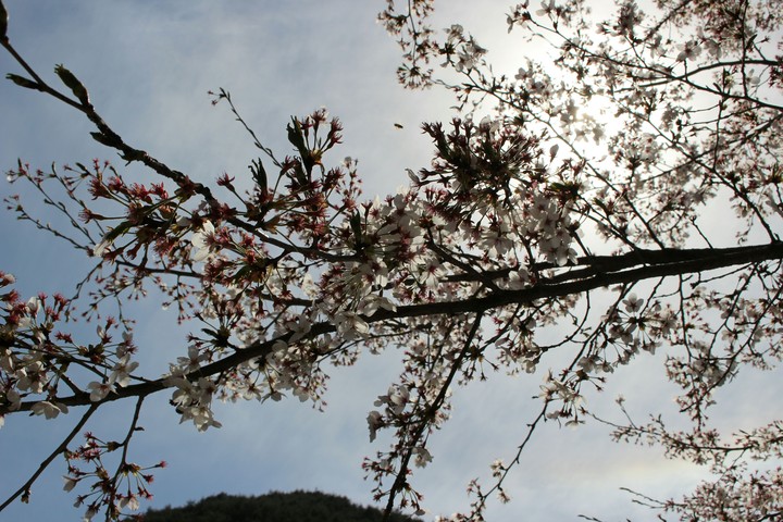 벚꽃