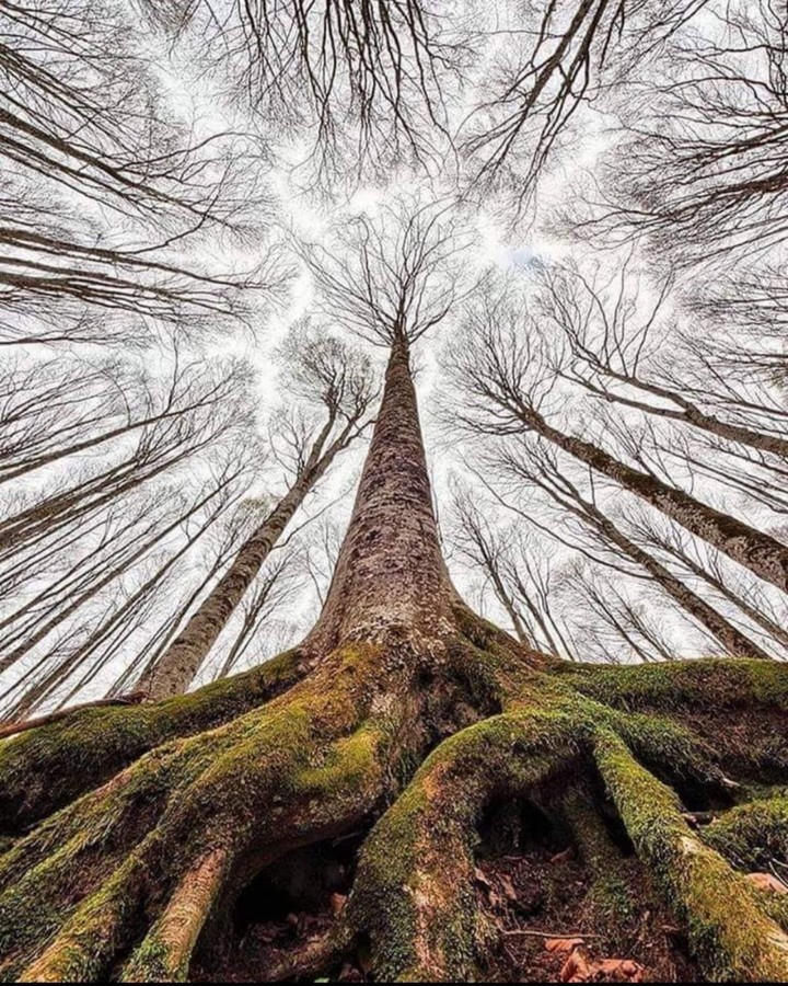 Sky's trees