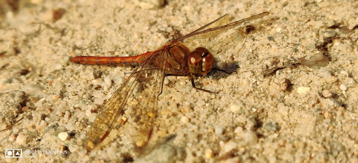 Libelle