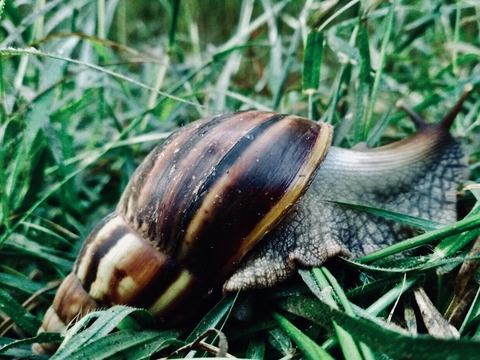 snail