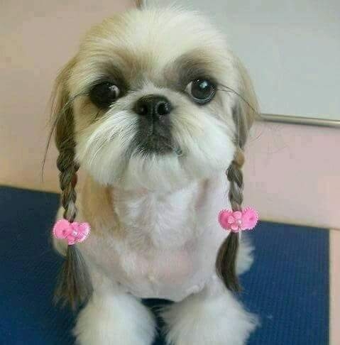 cuteness overloaded 