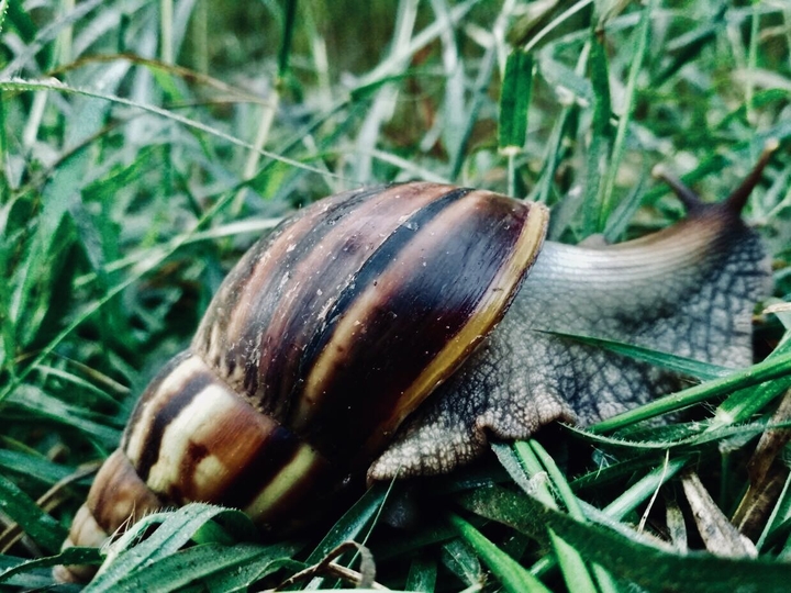 snail