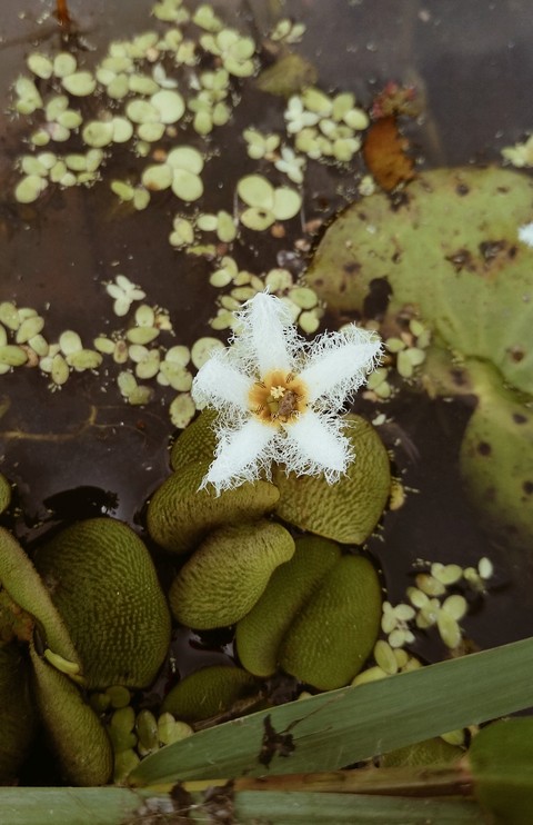 beautiful flower