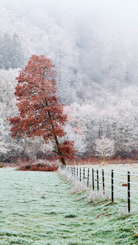 nature