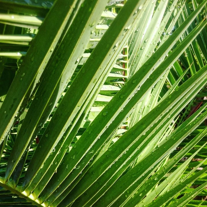 dew on the palm.