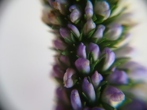 Bouquet de fleurs