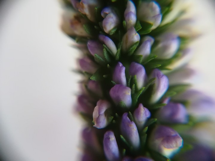 Bouquet de fleurs 
