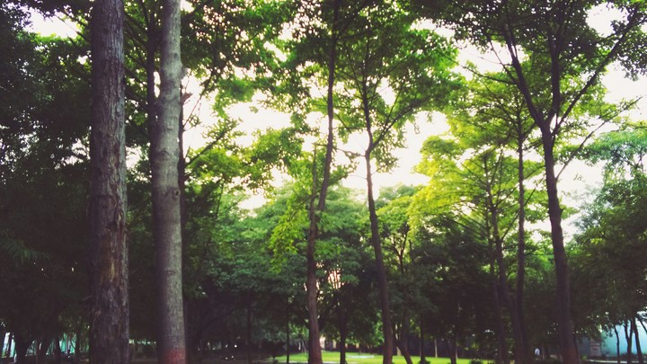 The Forest...