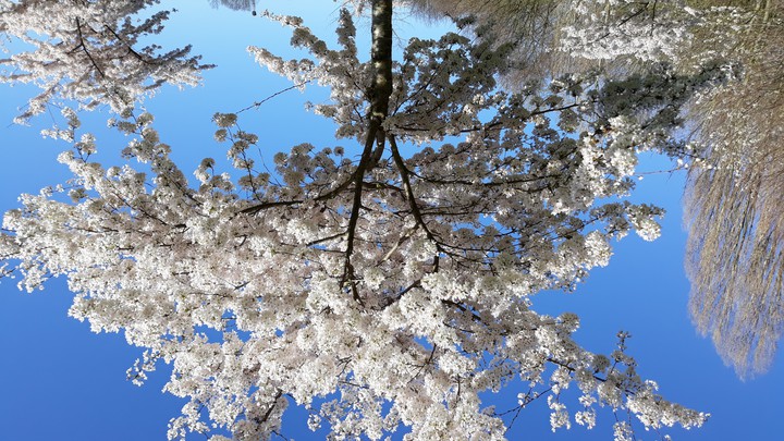 blossems