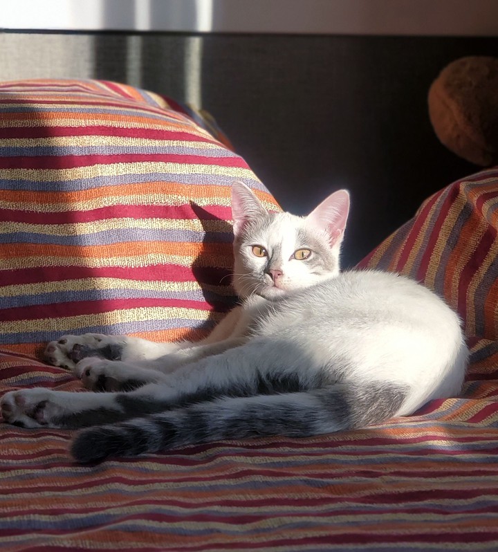 cat