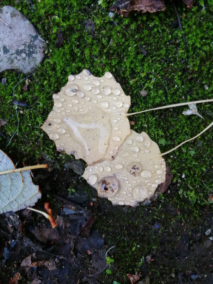 raindrop