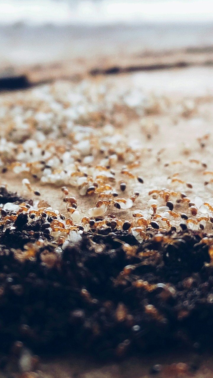 ants