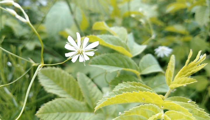 flowers