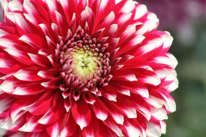 Bloom