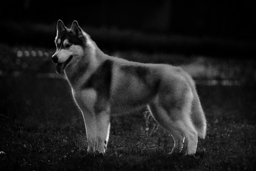 husky is my life