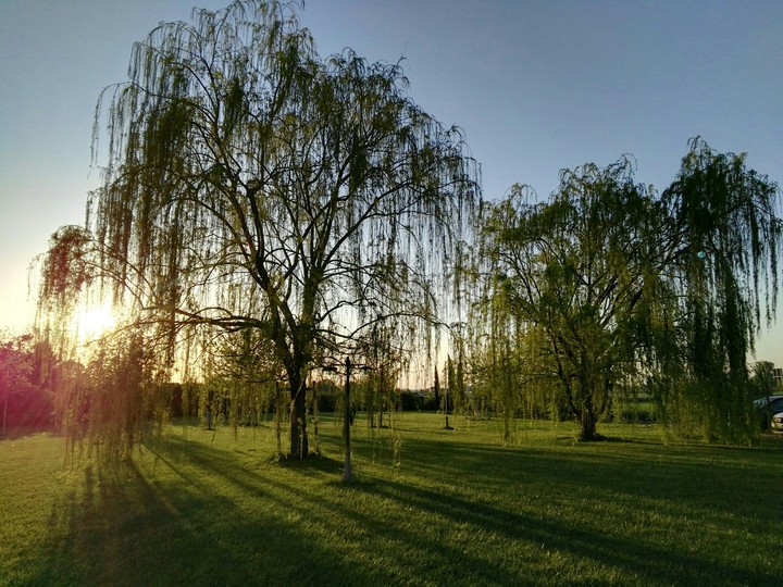 weeping sunshine