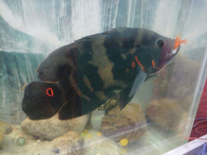 fish