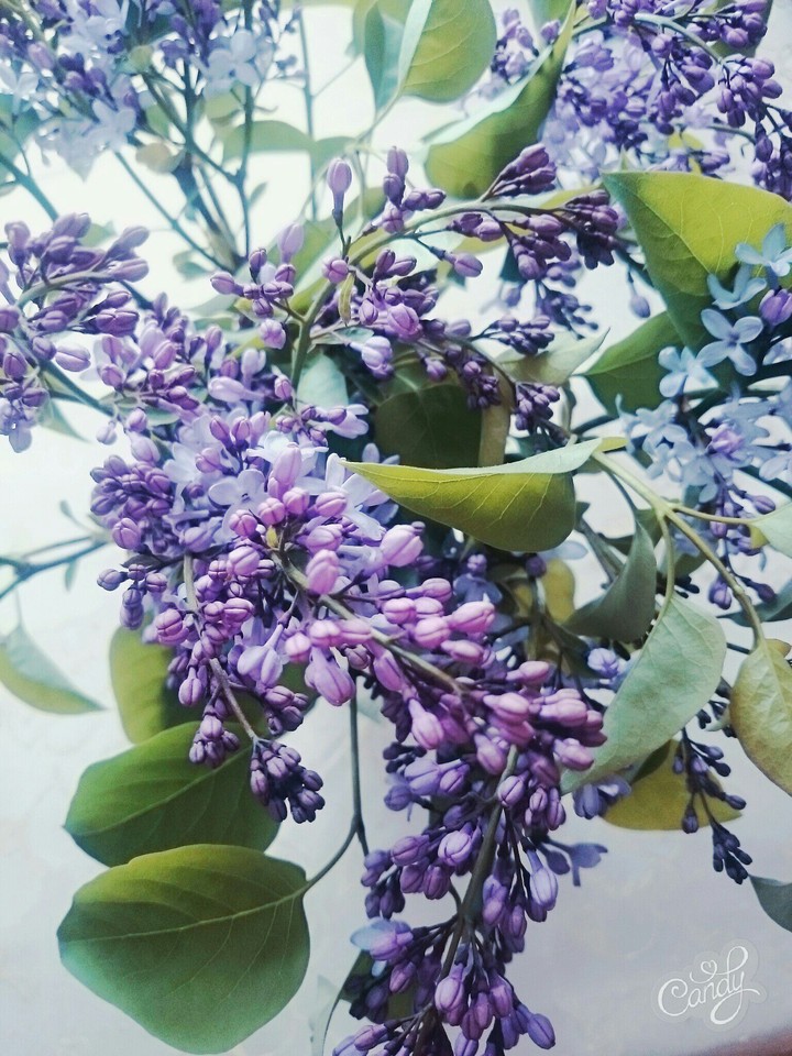 квіти,цвітаю,Art,цветы,сирень, бузок