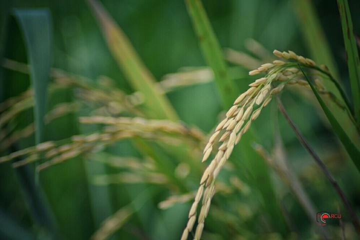 grain