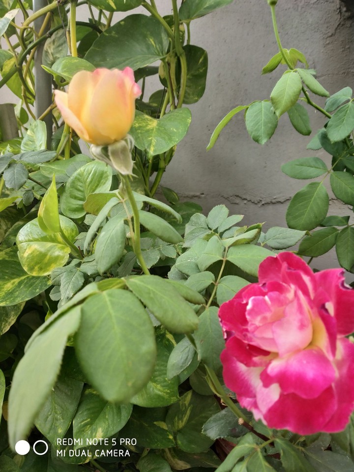 rose