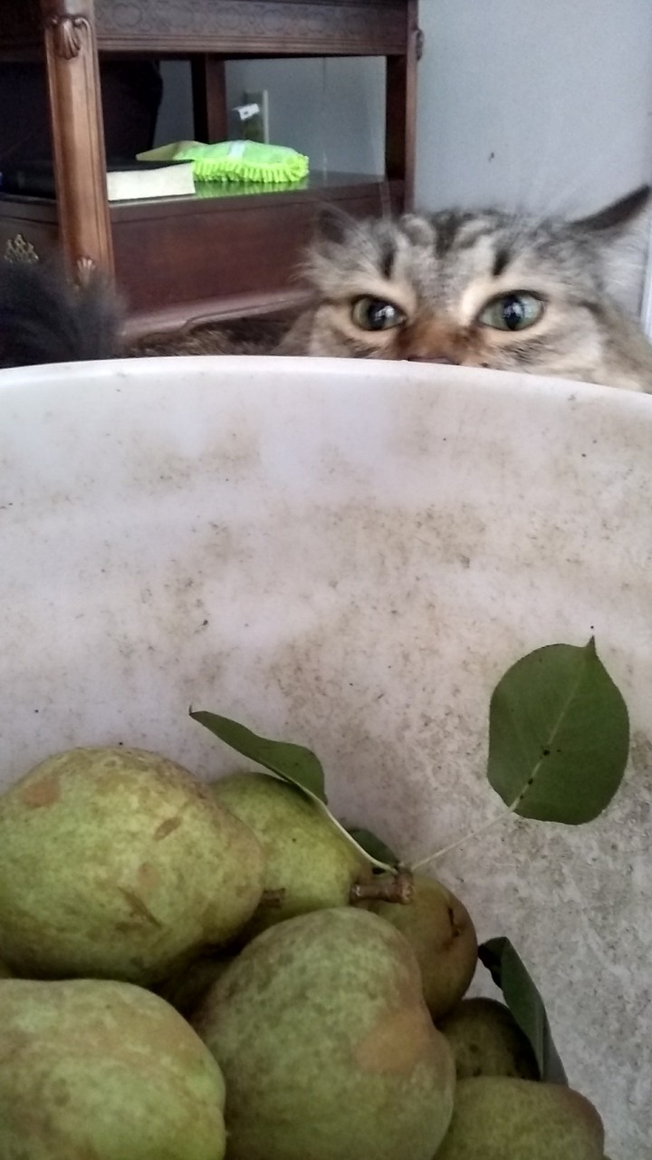 what's in the bucket