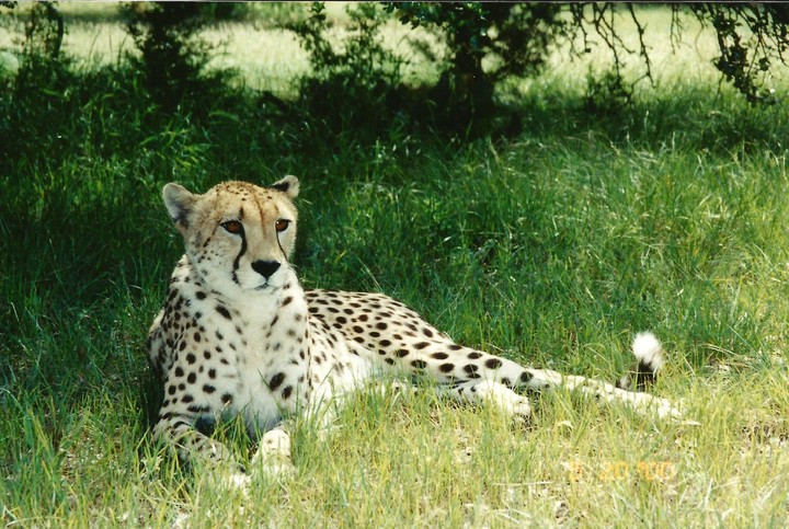 Cheetah