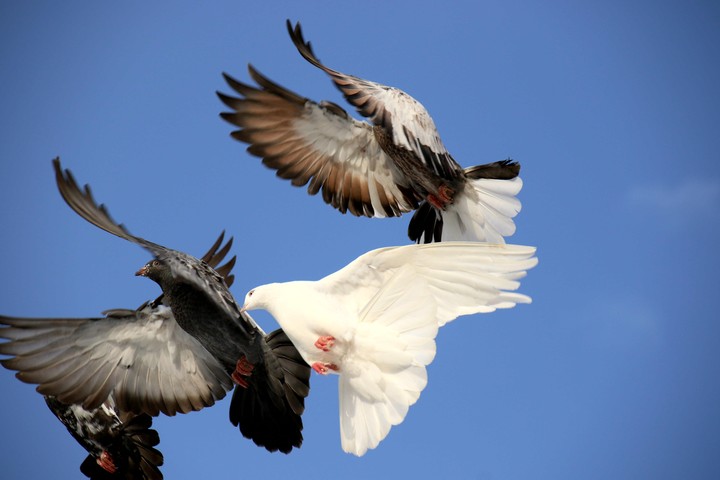 Doves