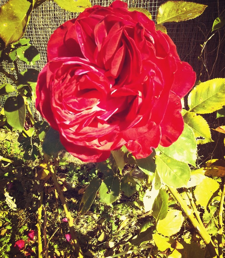 Red Rose