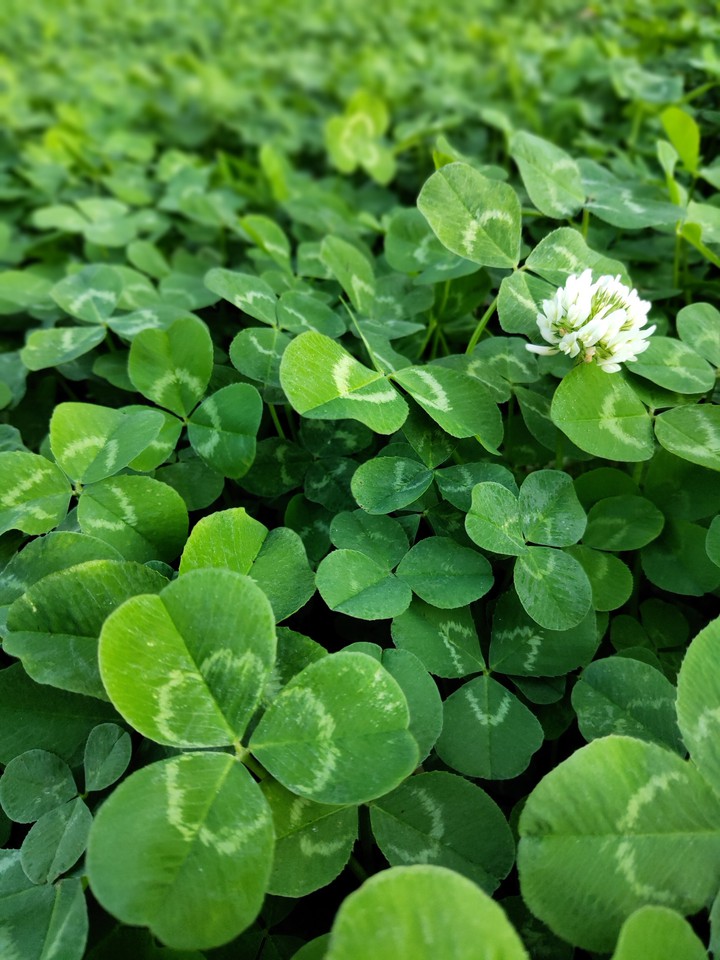 Clover