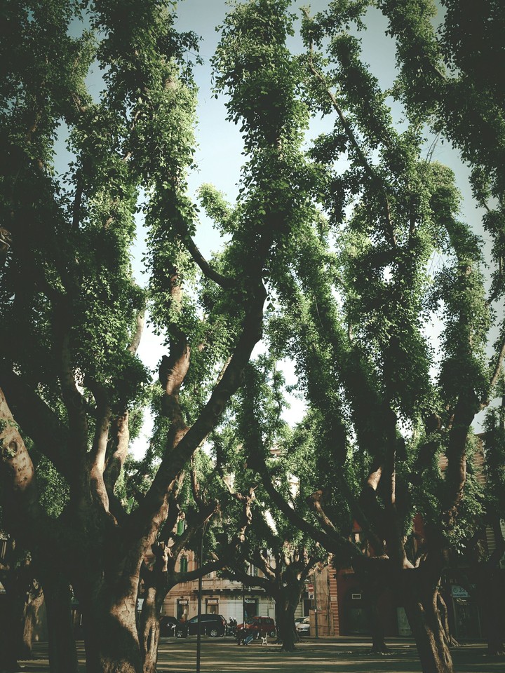 Tree in spring